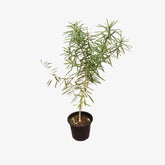 Thevetia peruviana | Cascabela Thevetia