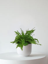 Boston Fern