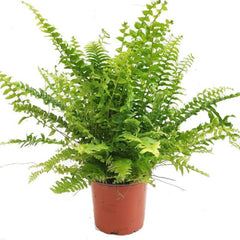 Boston Fern