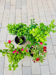 Flowering Plants Bundle (Jasmine, Desert Rose, Bougainvillea, Ixora)
