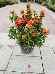 Ixora chinensis Red