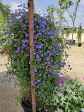 Jacquemontia Plant (Jacquemontia spp.)