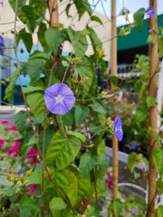Jacquemontia Plant (Jacquemontia spp.)