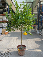 Citrus limon Lunario