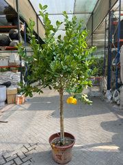 Citrus limon Lunario