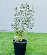 Leucophyllum Frutescens "Texas Sage"