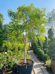 Mango Tree (Pakistani)