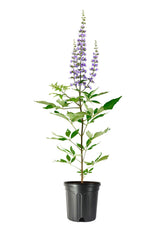Chaste Tree (Vitex agnus-castus)