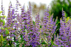 Chaste Tree (Vitex agnus-castus)