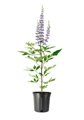 Chaste Tree (Vitex agnus-castus)