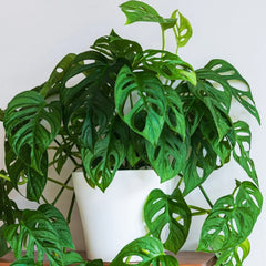 Monkey Monstera