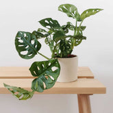 Monkey Monstera