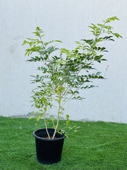 Murraya Jasmine (Murraya paniculata)