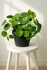 Pilea Peperomioides – Chinese Money Plant