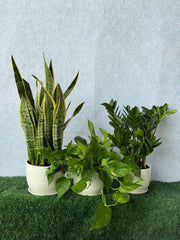 Easy Care Plants Bundle (Snake Plants, ZZ Plants, Pothos)
