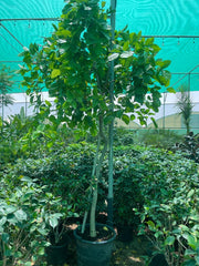 Pongamia glabra – The Pongame Oil Tree