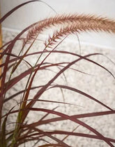 Pennisetum setaceum ‘Rubrum’