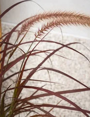 Pennisetum setaceum ‘Rubrum’