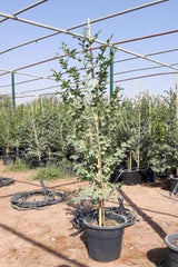 Sidr Tree (Ziziphus spina-christi)