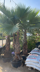 Washingtonia robusta – The Iconic Mexican Fan Palm