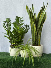 Workdesk Plant Bundle (Spider Plant, ZZ Plant, Snake Plant)