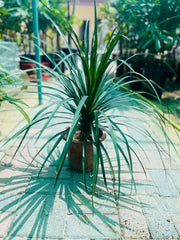 Yucca Dracaena 1PP