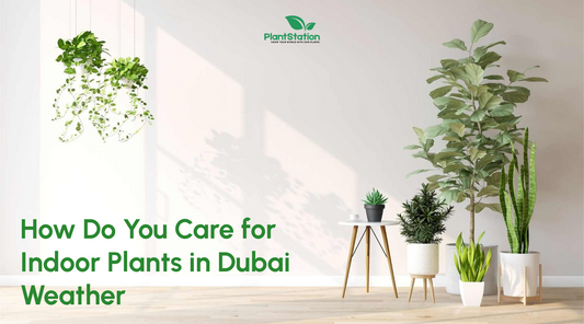How Do You Care for Indoor Plants in Dubai Weather