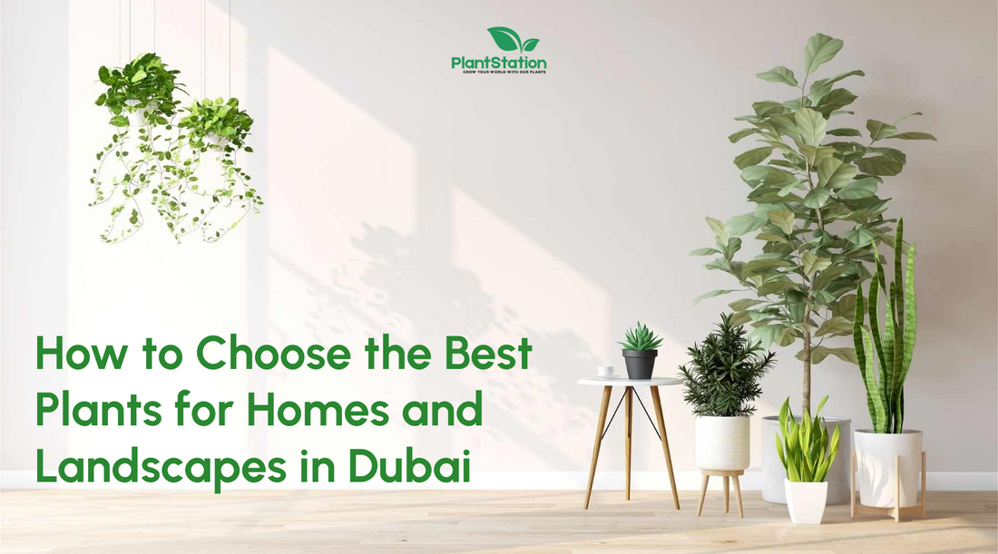 How to Choose the Best Plants for Homes and Landscapes in Dubai