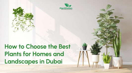 How to Choose the Best Plants for Homes and Landscapes in Dubai