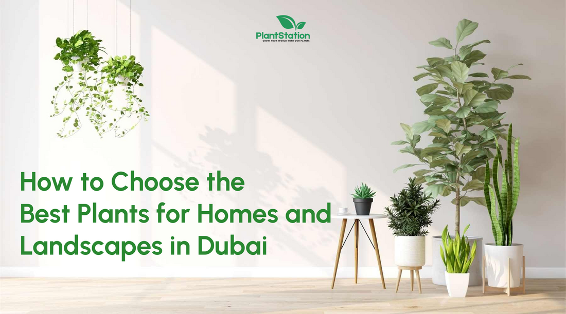 How to Choose the Best Plants for Homes and Landscapes in Dubai