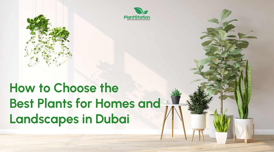 How to Choose the Best Plants for Homes and Landscapes in Dubai