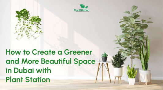 How to Create a Greener and More Beautiful Space in Dubai with Plant Station