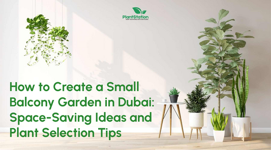 How to Create a Small Balcony Garden in Dubai: Space-Saving Ideas and Plant Selection Tips