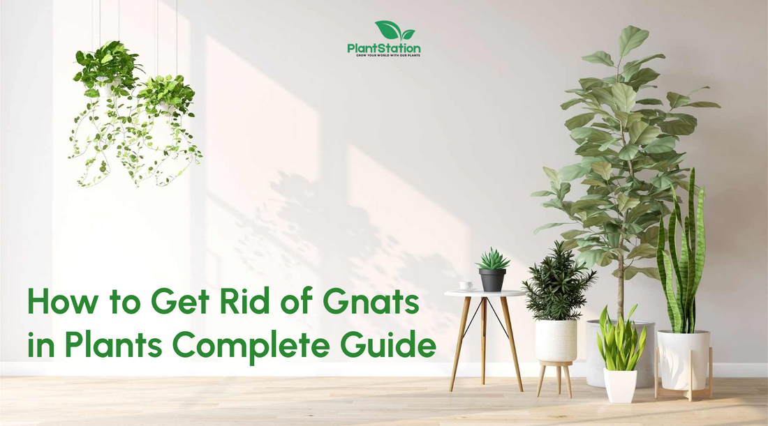 How to Get Rid of Gnats in Plants Complete Guide