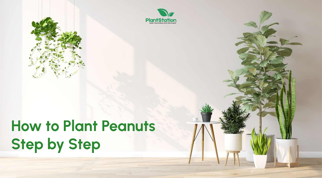 How to Plant Peanuts Step by Step