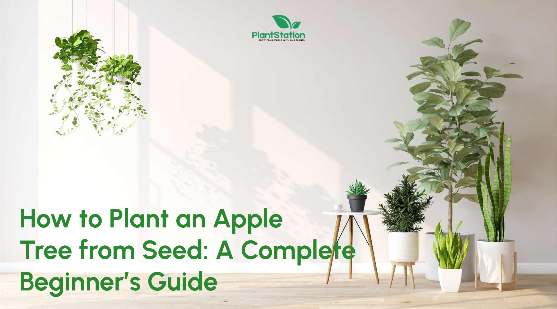 How to Plant an Apple Tree from Seed: A Complete Beginner’s Guide ...