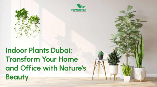 Indoor Plants Dubai: Transform Your Home and Office with Nature's Beauty