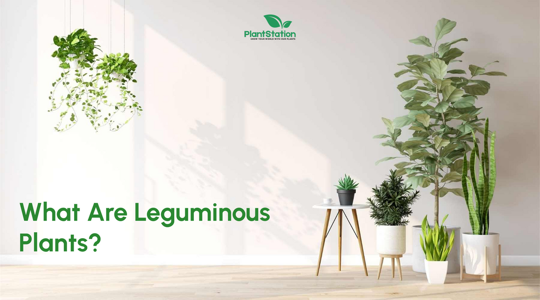 What Are Leguminous Plants?