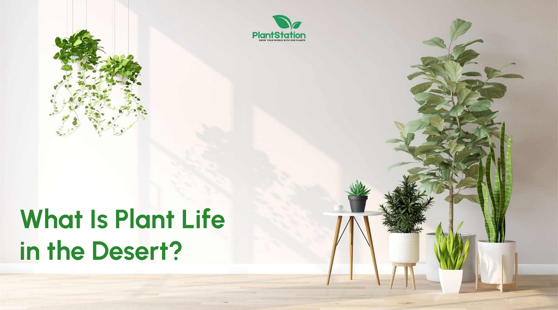 What Is Plant Life in the Desert