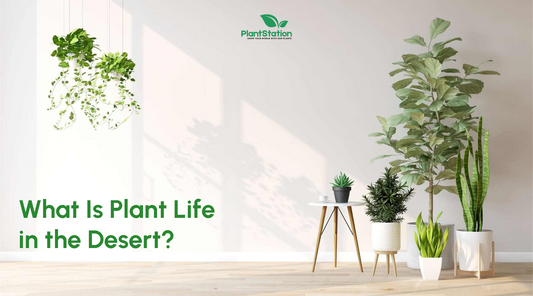 What Is Plant Life in the Desert
