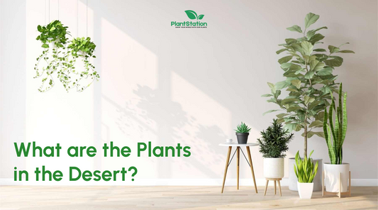 What are the Plants in the Desert?