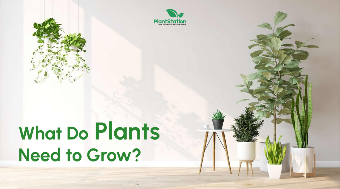 What do plants need to grow?