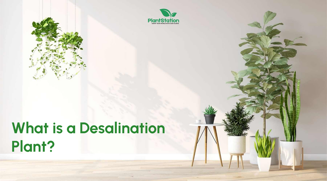 What is a Desalination Plant?