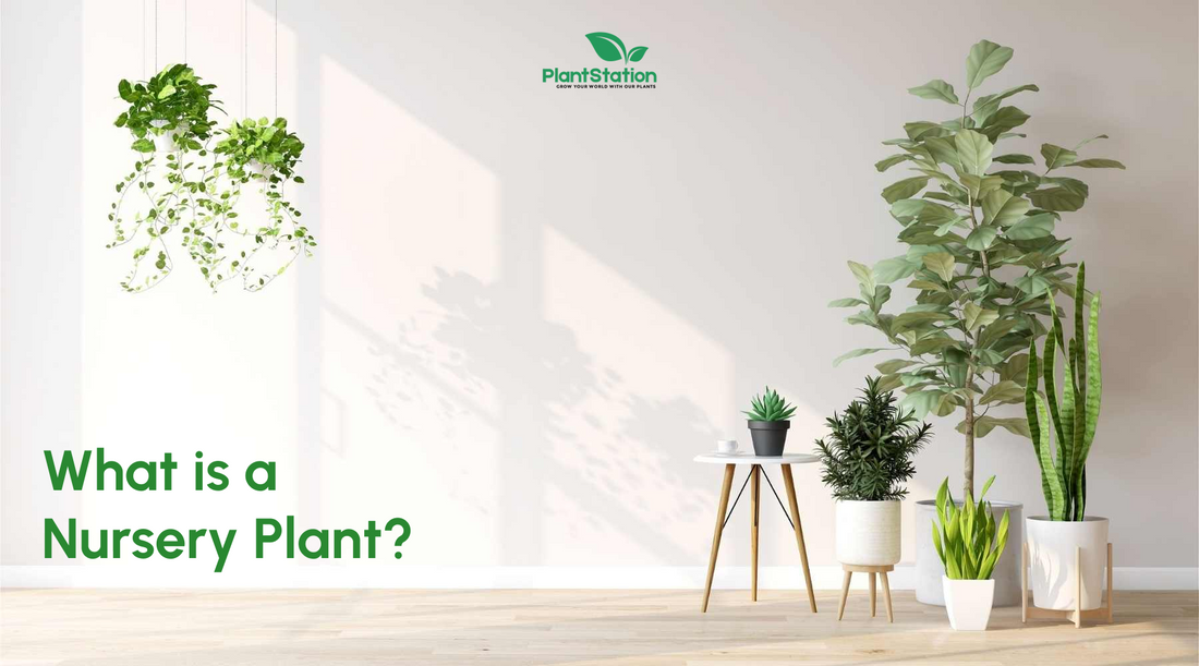 What is a Nursery Plant?