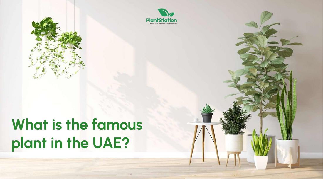What are the famous plant in the UAE?