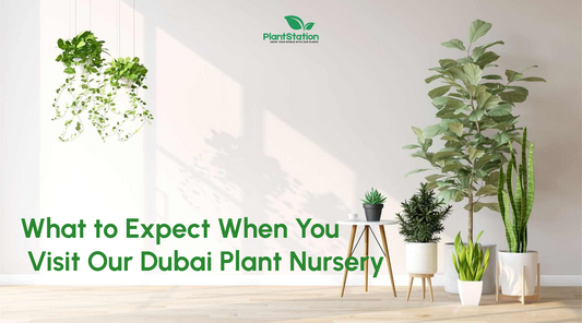 What to Expect When You Visit Our Dubai Plant Nursery