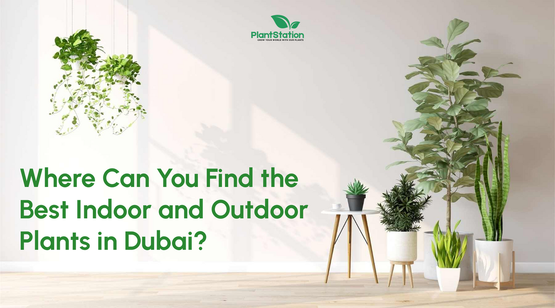 Where Can You Find the Best Indoor and Outdoor Plants in Dubai?