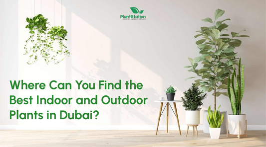 Where Can You Find the Best Indoor and Outdoor Plants in Dubai?