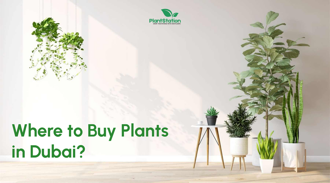 Where to Buy Plants in Dubai?