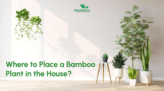 Where to Place a Bamboo Plant in the House?